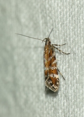 Aristotelia ericinella