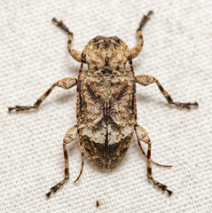 Leptostylus transversus