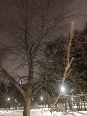 Aesculus hippocastanum