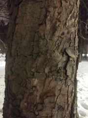 Aesculus hippocastanum