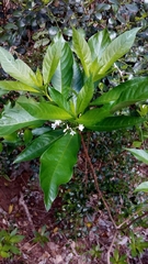 Rauvolfia verticillata