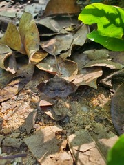 Azeta repugnalis