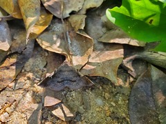 Azeta repugnalis