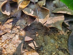 Azeta repugnalis