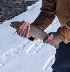 Oncorhynchus clarkii behnkei