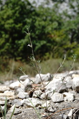 Satureja hortensis