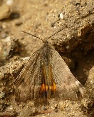 Boudinotiana notha