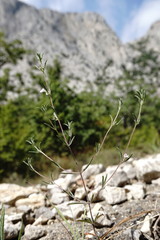 Satureja hortensis