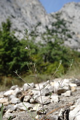 Satureja hortensis