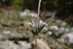Satureja hortensis