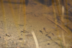 Cyprinodon macularius