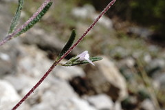 Satureja hortensis