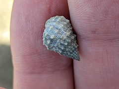 Cenchritis muricatus