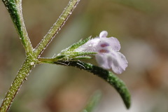 Satureja hortensis