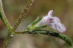 Satureja hortensis