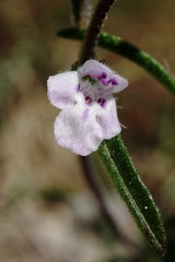 Satureja hortensis