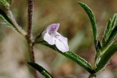 Satureja hortensis