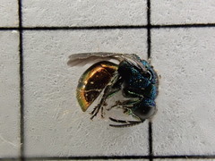 Pseudomalus triangulifer