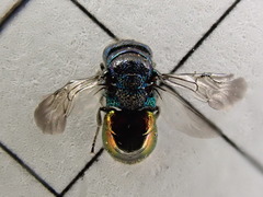 Pseudomalus triangulifer