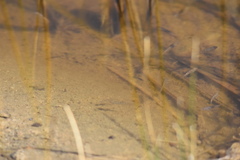 Cyprinodon macularius