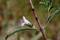 Satureja hortensis