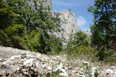 Satureja hortensis