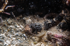 Mesocrangon munitella