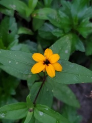 Zinnia maritima