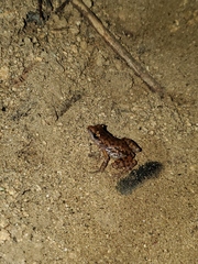 Eleutherodactylus modestus