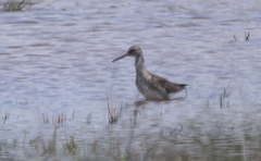 Tringa semipalmata semipalmata