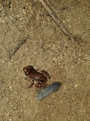 Eleutherodactylus modestus