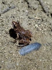 Eleutherodactylus modestus