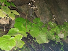 Begonia jaliscana