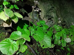 Begonia jaliscana