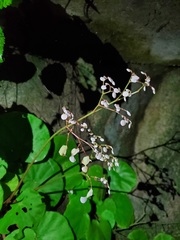 Begonia jaliscana