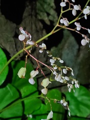 Begonia jaliscana