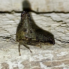 Glossonotus