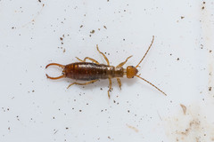 Chelidurella