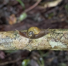 Helicarion mastersi