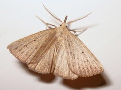Macrochilo cribrumalis
