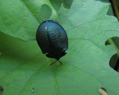 Cyrtonota thalassina
