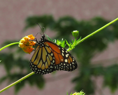 Danaus erippus