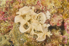 Doris verrucosa
