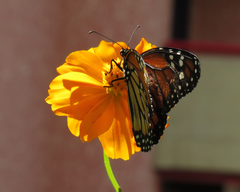 Danaus erippus