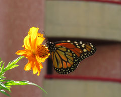 Danaus erippus