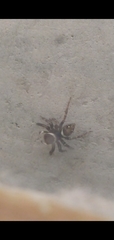 Hasarius adansoni