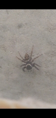 Hasarius adansoni