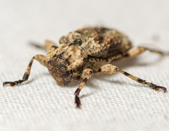 Leptostylus transversus