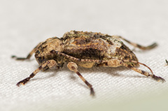 Leptostylus transversus