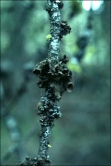 Tuckermanopsis platyphylla